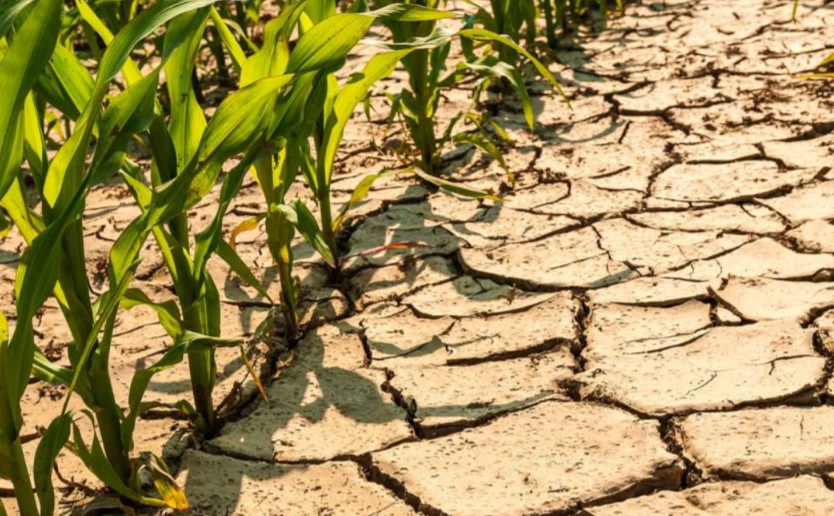Algunas zonas acumulan hasta 19 días sin lluvias y Protección Civil refuerza prevención 69d69d32cd33a 992 558