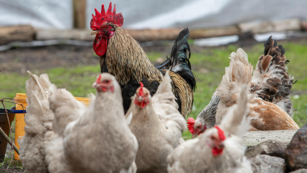 Uruguay restringe el movimiento de aves tras detectar influenza aviar H5 Destacada Wordpress 9 1024x576